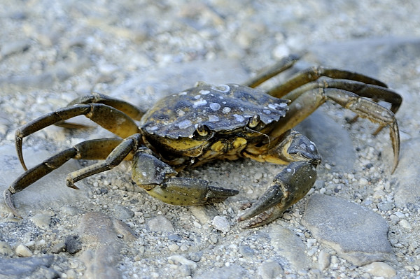 Carcinus aestuarii